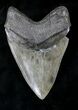 Huge Megalodon Tooth - Georgia #20552-2